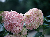 Hydrangea macrophylla