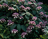 Hydrangea aspera