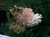 Hydrangea paniculata