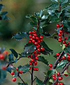 Ilex meserveae 'Blue Princess'