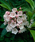 Kalmia latifolia