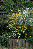 Kerria japonica 'Pleniflora'