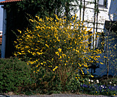 Kerria japonica 'Pleniflora'