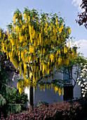 Laburnum watereri 'Vossii'