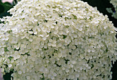 Hydrangea arborescens