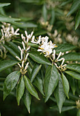 Lonicera Maackii