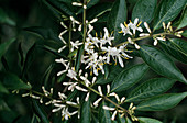 Lonicera maackii