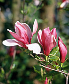 Magnolia Liliflora 'Nigra'