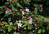 Malus sieboldii