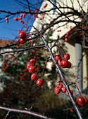 Malus x Purpurea