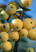 Malus 'Golden Hornet'