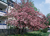 Malus hybrid