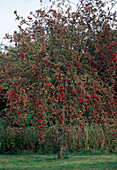 Malus hybrid