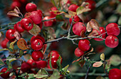 Malus hybrid