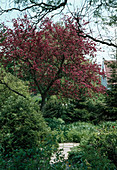 Malus x Purpurea