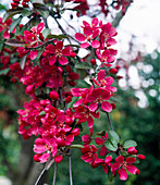 Malus x Purpurea