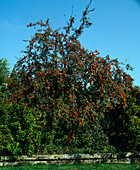 Ornamental apple with fruits