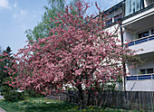 Malus hybrid ornamental apple