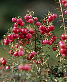 Pernettya mucronata (Pernettia mucronata)