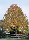 Prunus avium