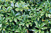 Pachysandra terminalis