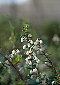 Pernettya flower