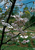 Prunus sargentii