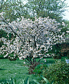 Prunus serrulata 'Taoyama Sakura'