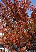 PRUNUS padus (Traubenkirsche) HAUSBAUM IM Herbst