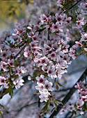 Prunus serrulata 'Tai Haku'