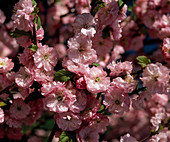 Prunus triloba