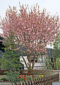 Prunus serrulata 'Kanzan'