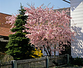 Prunus subhirtella 'Plena'