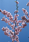 Prunus subhirtella