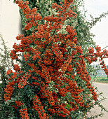 Pyracantha coccinea