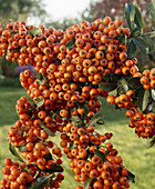 Pyracantha coccinea