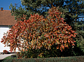 Rhus typhina