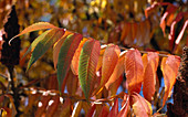 RHUS typhina (Essigbaumblatt)