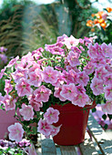 Petunia-Sylvana 'Softrose'