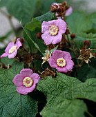 Rubus odoratus