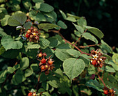 Rubus phoeniculasis (Japanische Weinbeere)