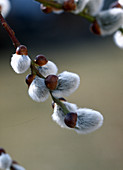 Salix caprea 'PENDULA'