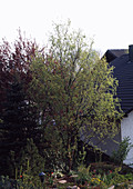 Salix madsudana 'tortuosa' (Tortuosa)