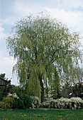 Salix Alba 'Tristis'