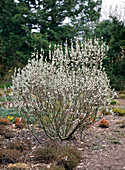 Salix hastata