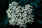 Sambucus nigra