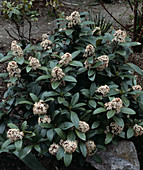 Skimmia japonica