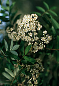 Sorbus arnoldiana 'Chamois Pearl'