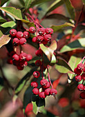 Styrax davidii