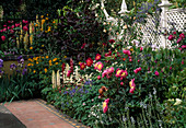 Perennial bed with Paeonia (peonies)